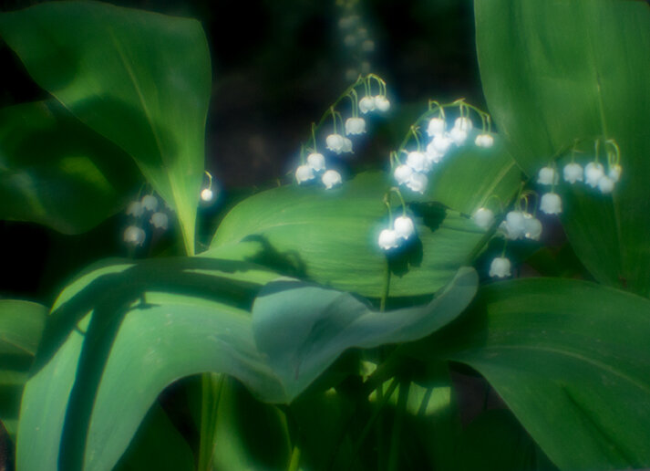 Ландыши - Владимир Гришин