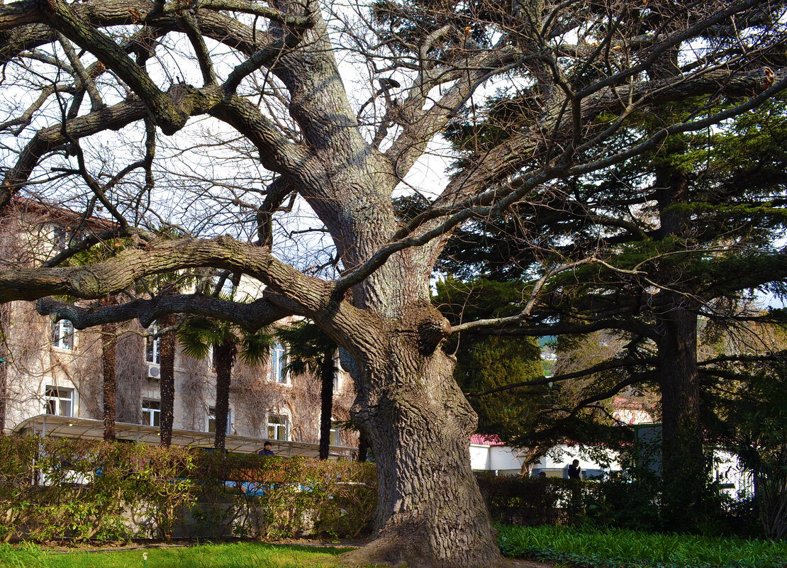 Ялта.Ботанический сад - Ольга Рывина