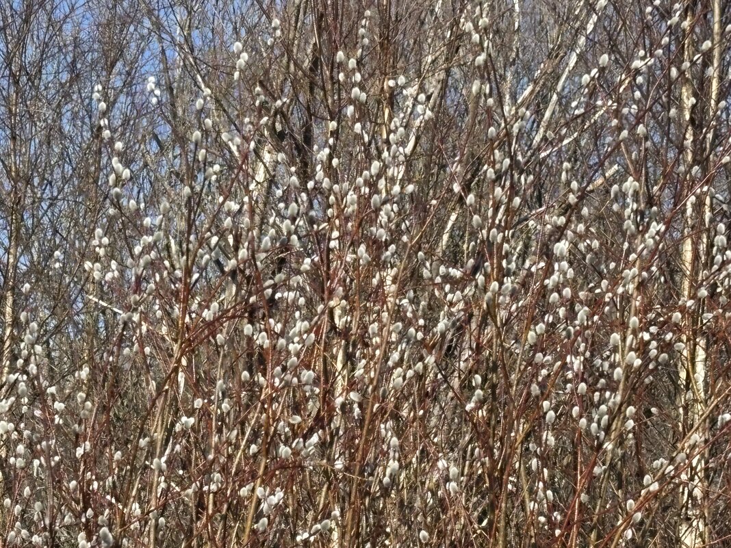 Ива - Ольга Савельева 