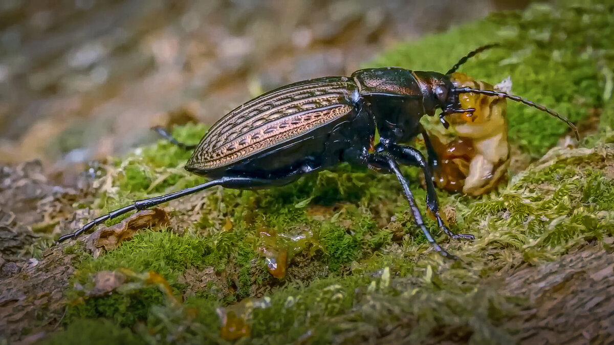 Жук жужелица. - Aleksey Afonin