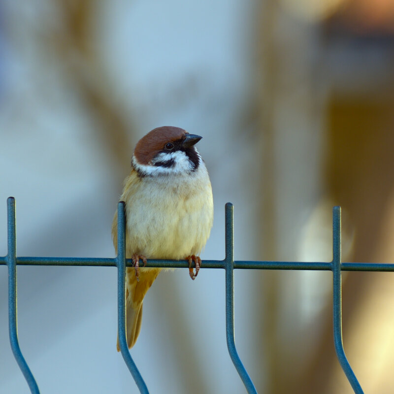 Птичка. - Константин Белоногов