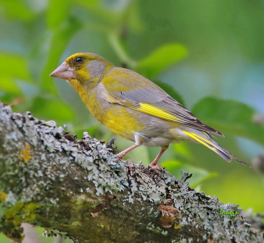 лесные встречи... - Andrey Bragin 