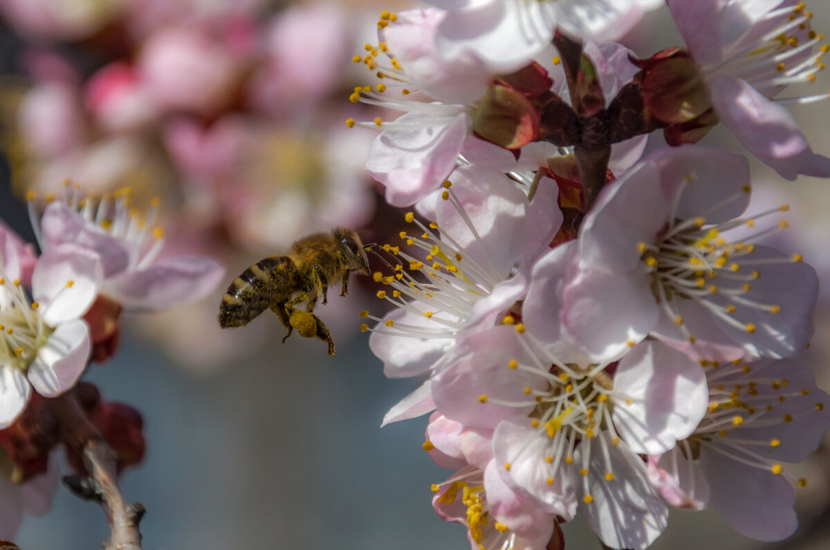 Абрикосовый нектар - Наталья Димова