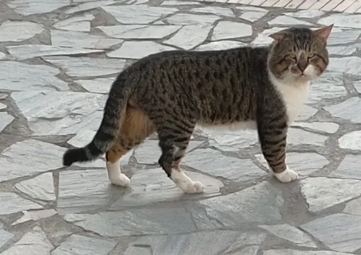 Обходит владения свои :-) - Ирэн 