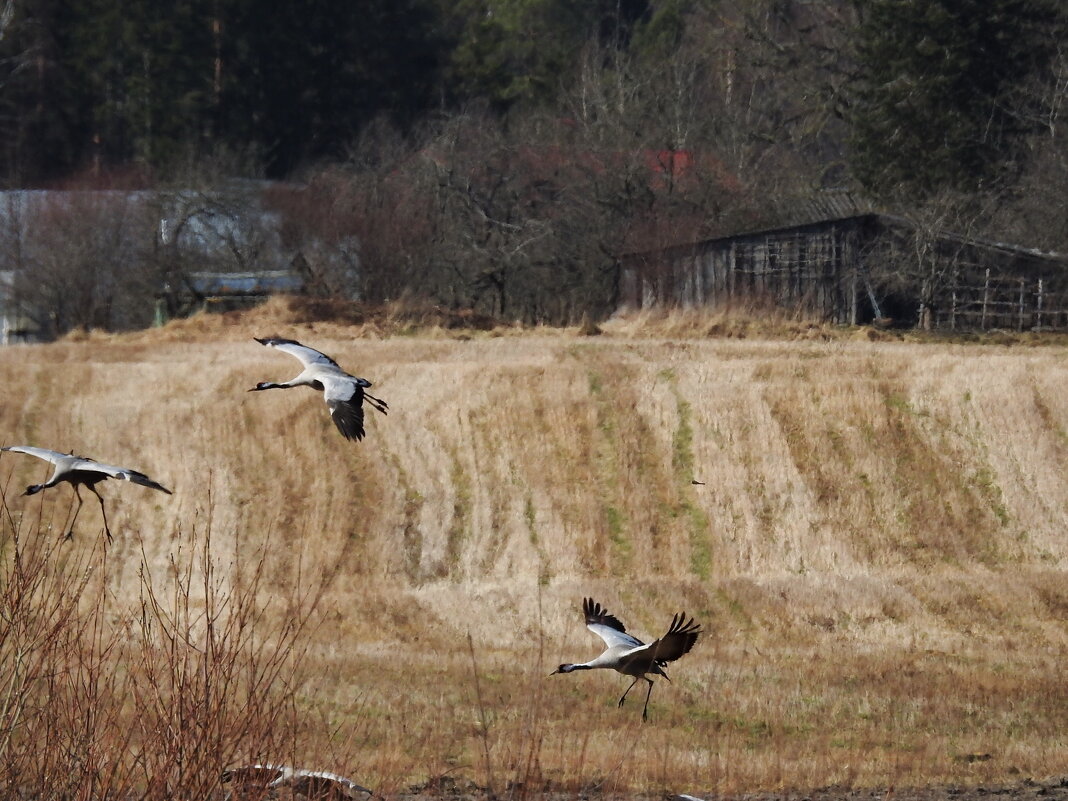 прилетели журавли и лебедь-кликун - ИННА ПОРОХОВА прилетели журавли и лебедь-кликун - ИННА ПОРОХОВА