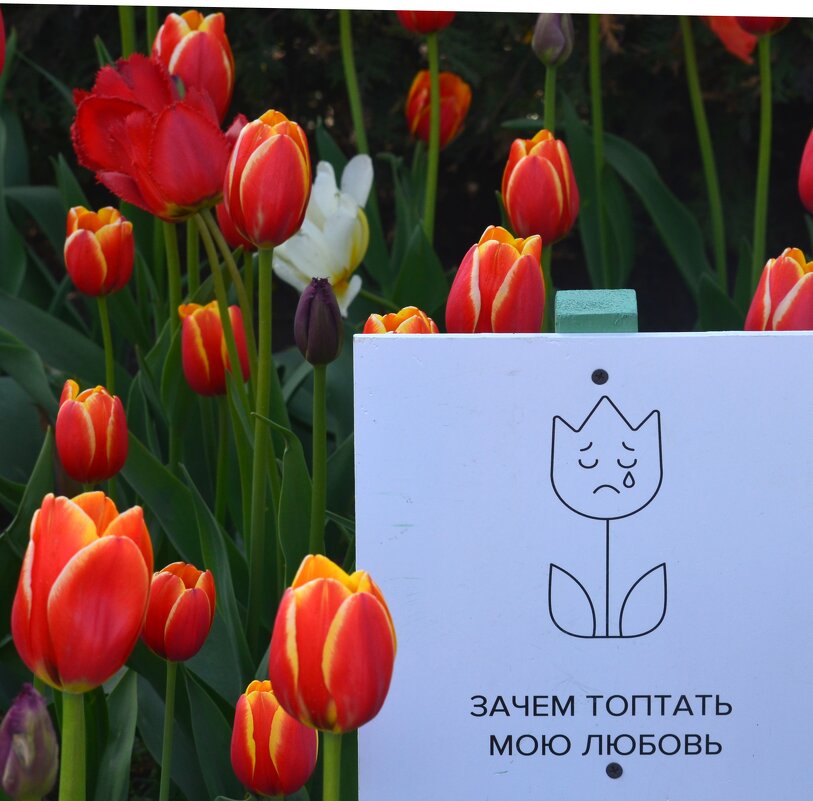 Тюльпаны весной - Таня Фиалка