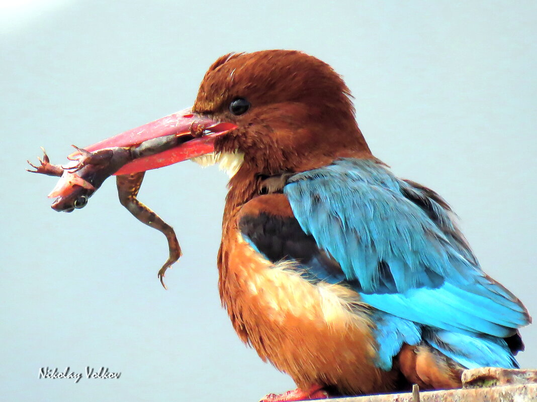 Красноклювая альциона с уловом - Николай Волков