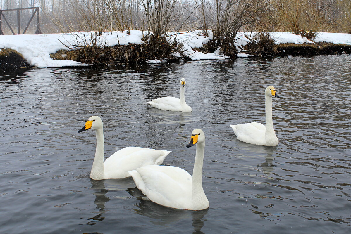 Белоснежные кликуны среди белых снегов Алтая - Татьяна Лютаева