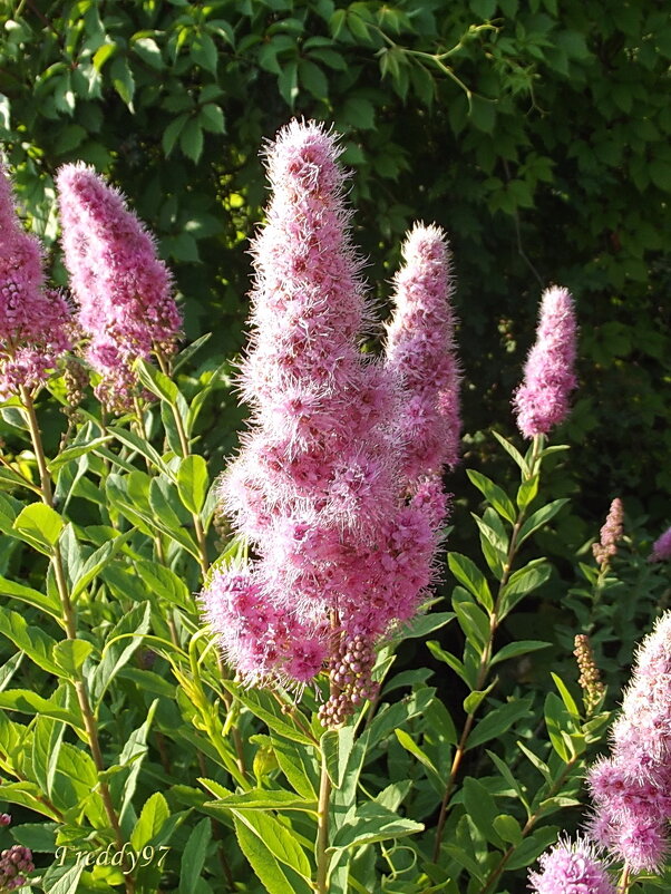 Спирея - Freddy 97