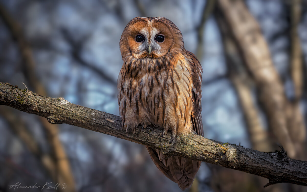 Совентий - Александр К. Совентий - Александр К.