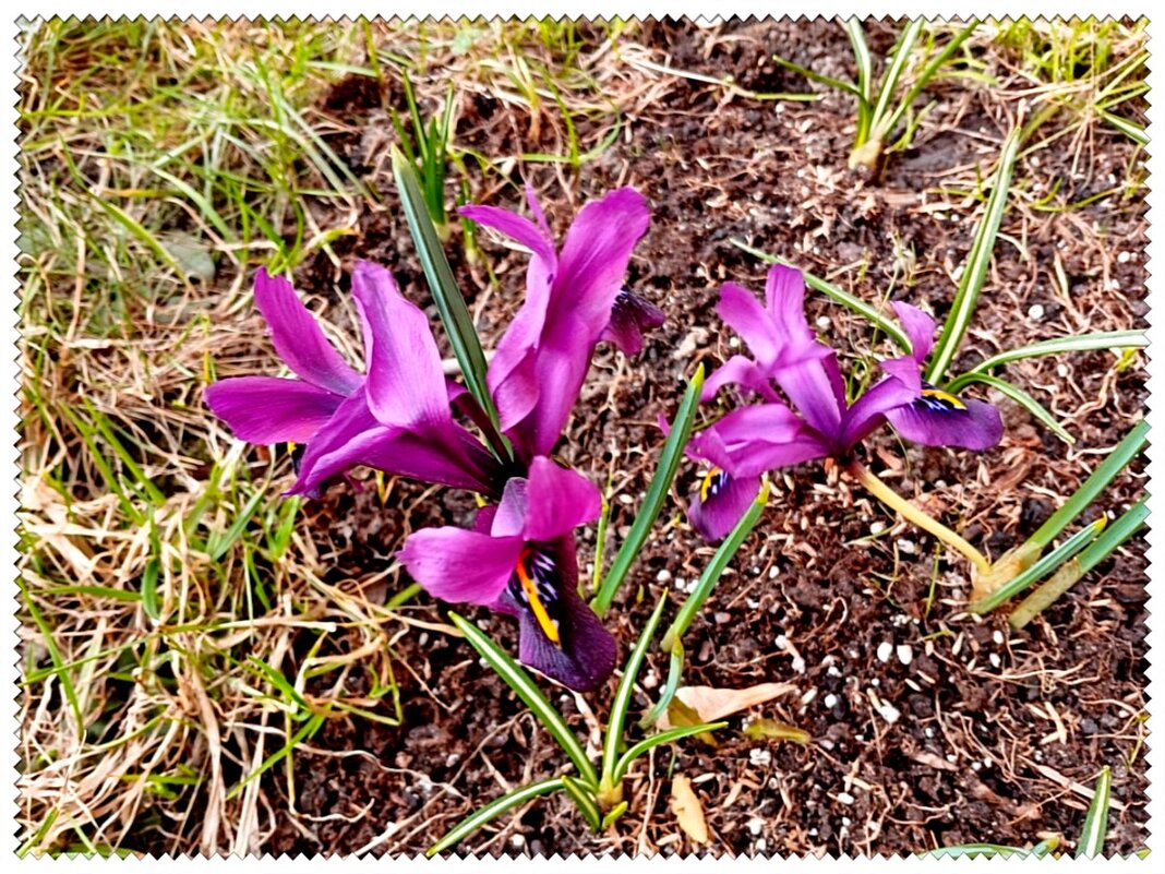 Первые в марте - VasiLina *