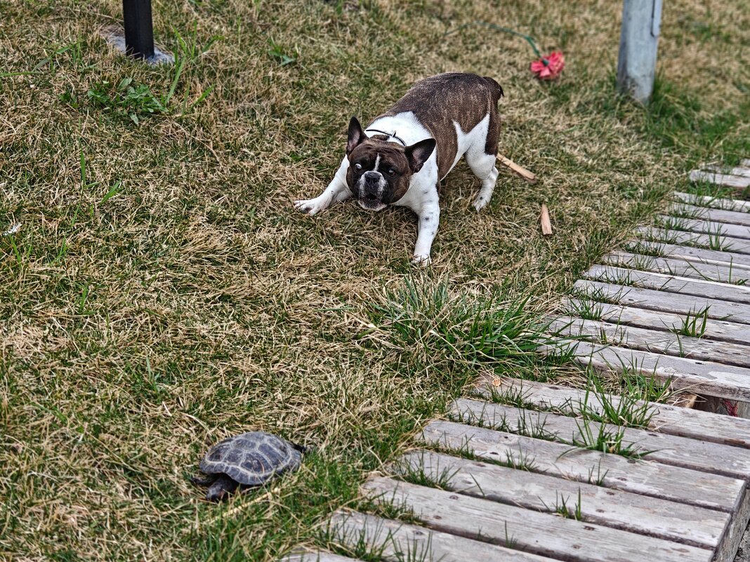Черепаха страшный зверь - Александр Гапоненко