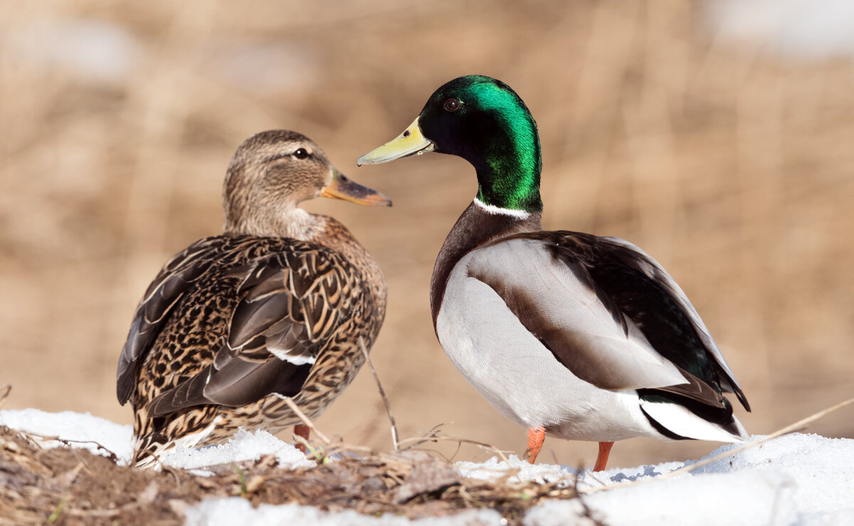 Пора любви. - Владимир Безбородов Пора любви. - Владимир Безбородов
