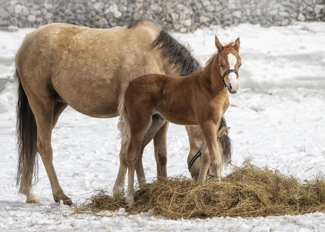 *** - Елена Черненко