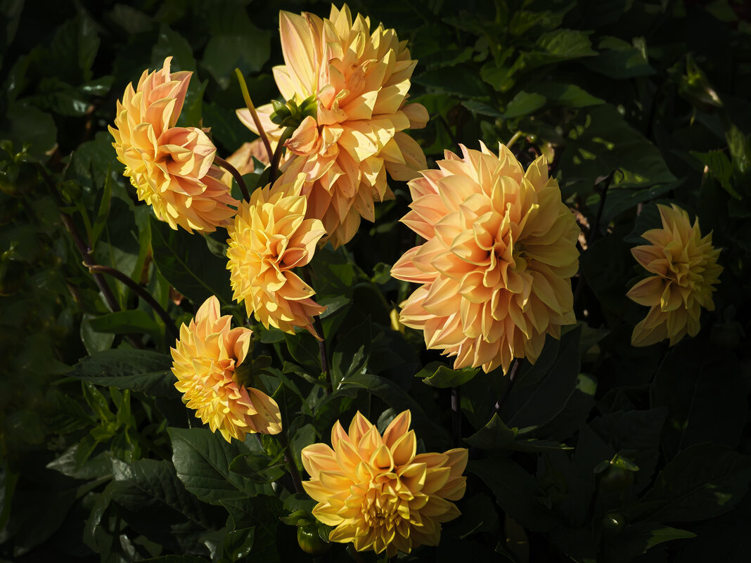 *** - Александр 