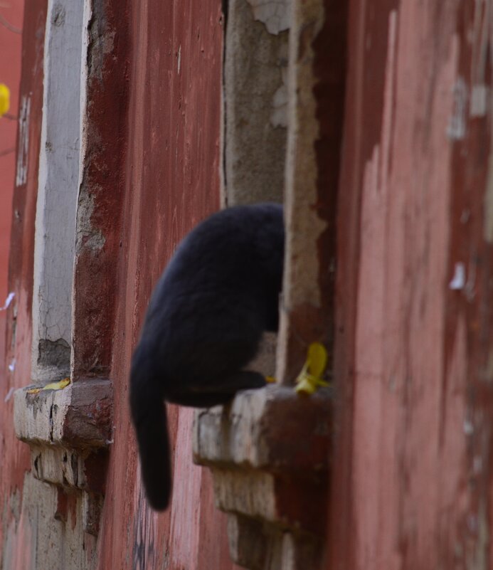 .....нагулялся)))) - Savayr 