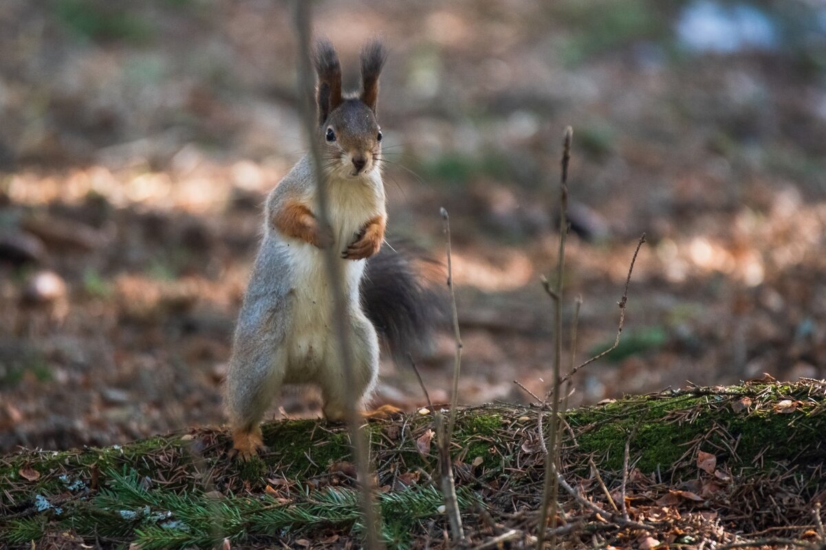 Позирует. - Виктор Евстратов