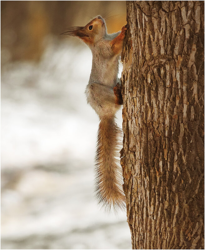 Попрыгунья - Валентин Котляров