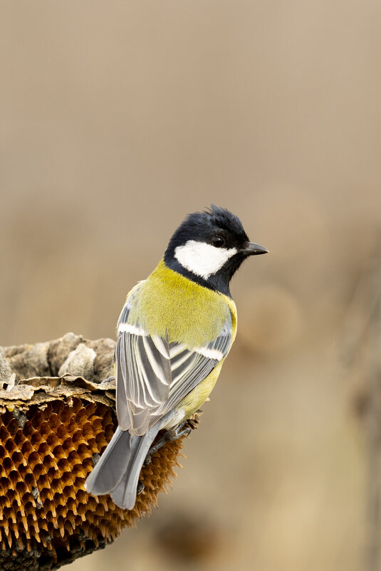 *** - Валерий Черняк