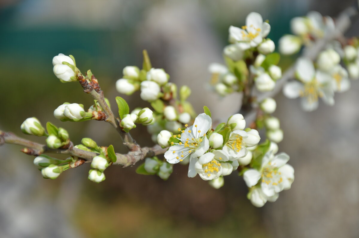 Слива - Надежда Куркина 