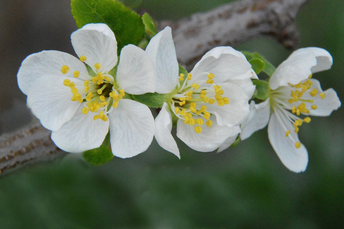 *** - Надежда Куркина 