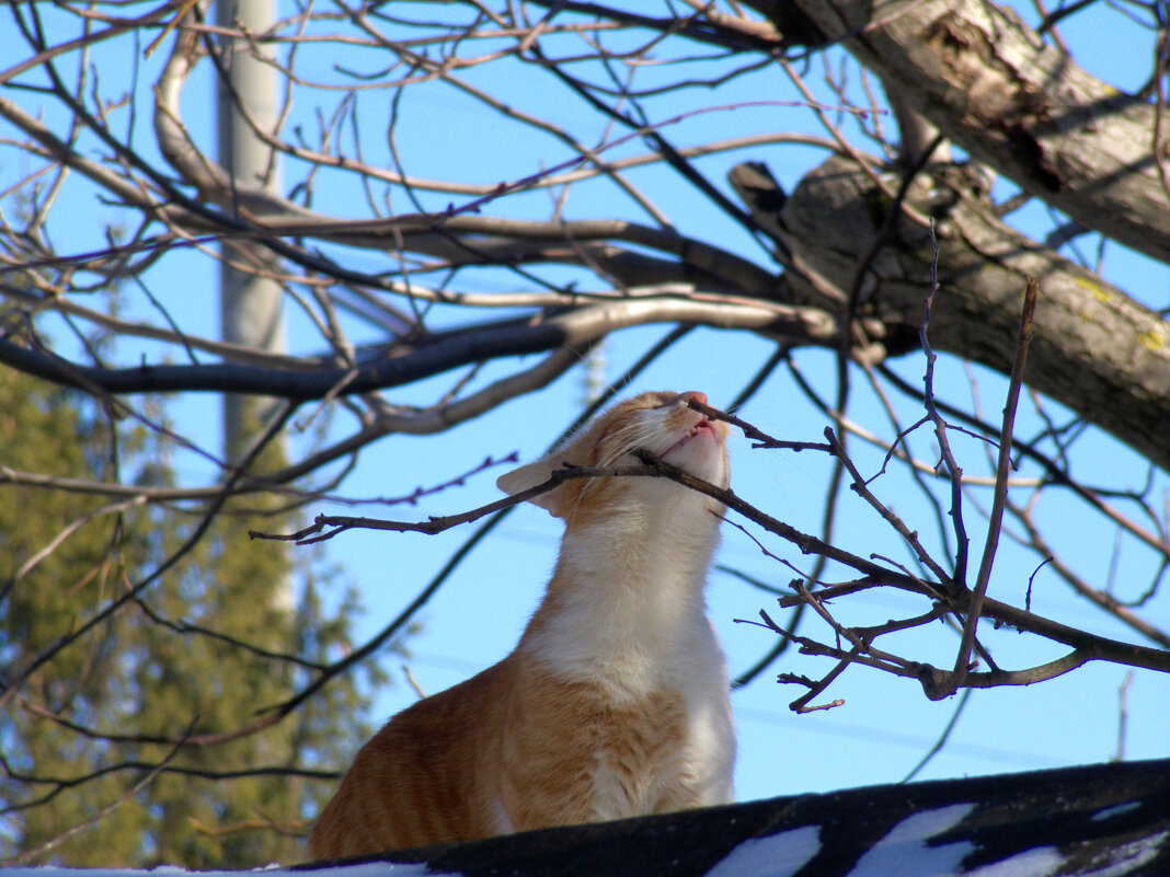 Весна !!! - Всеволод 