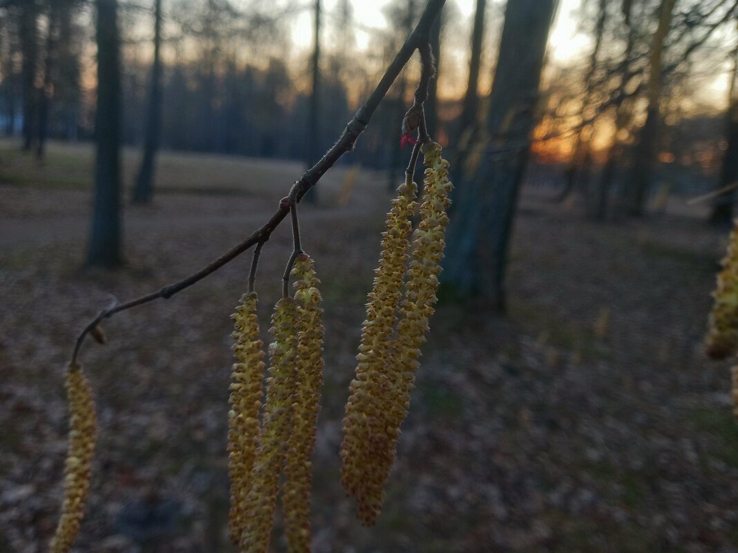 Орешник - Сапсан 