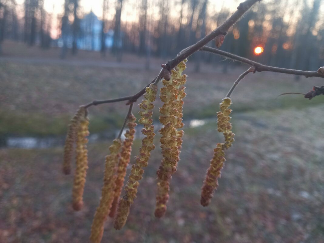 Орешник - Сапсан 