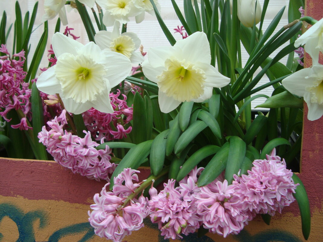 Нарциссы с гиацинтами - Лидия Бусурина