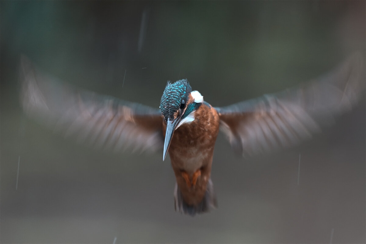 Зимородок - Yudong Liu