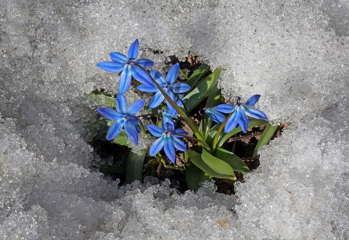 пролески - Михаил Бибичков