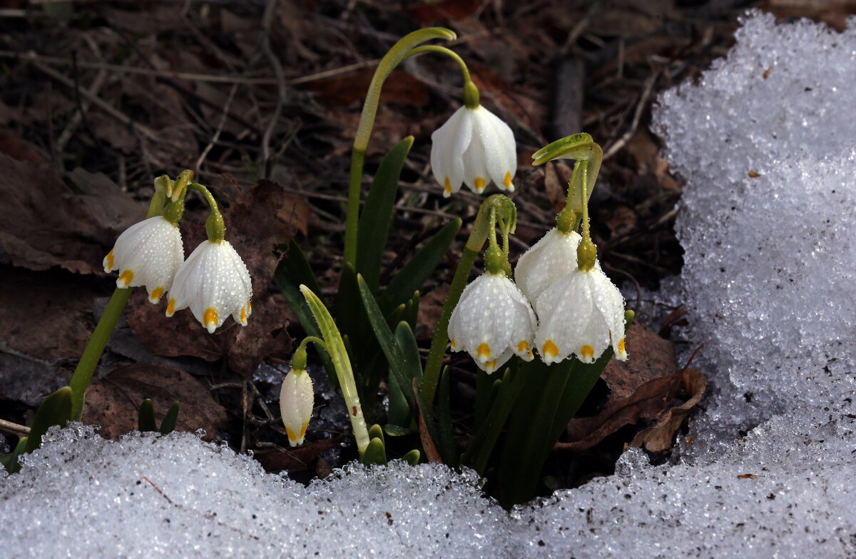 белоцветник - Михаил Бибичков