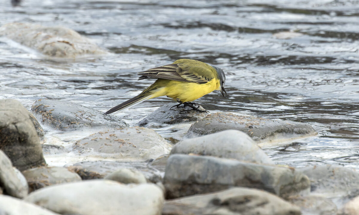 желтая трясогузка - юрий макаров