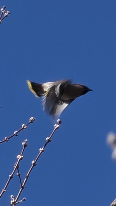 Свиристель - Наталия 