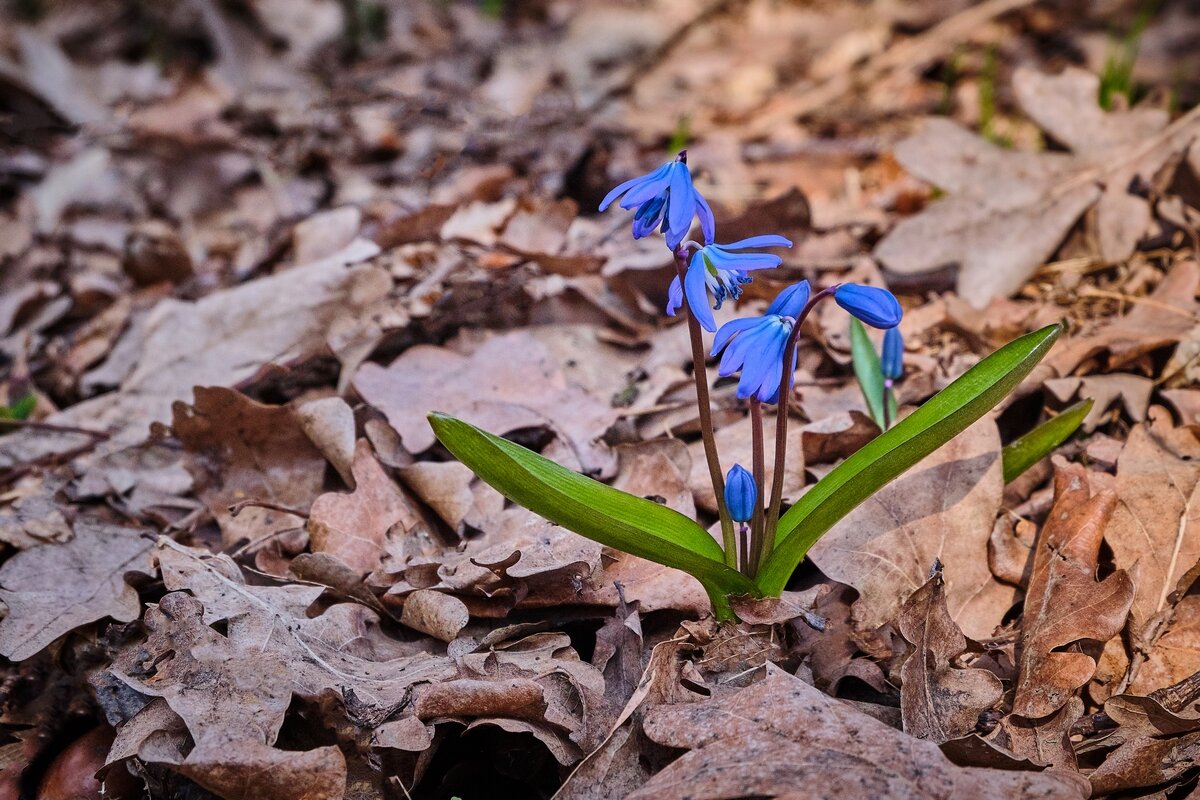 Пробуждение ... - Ravile 