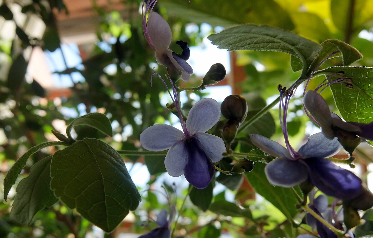 Цветочки-бабочки! - Люба 