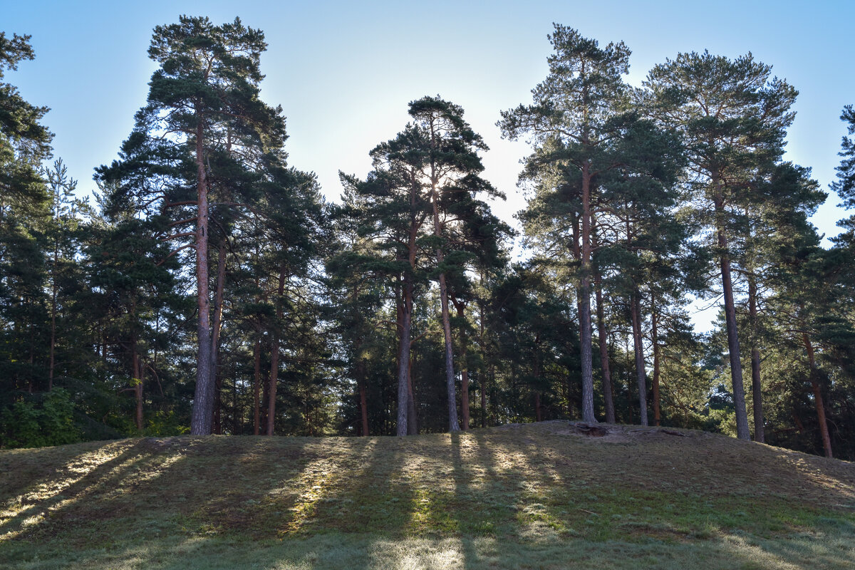 Сосны. - Валерий Пославский