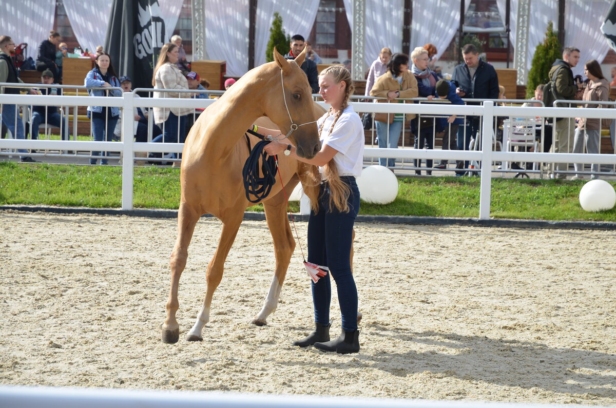 Лошадка - Валерий Пославский