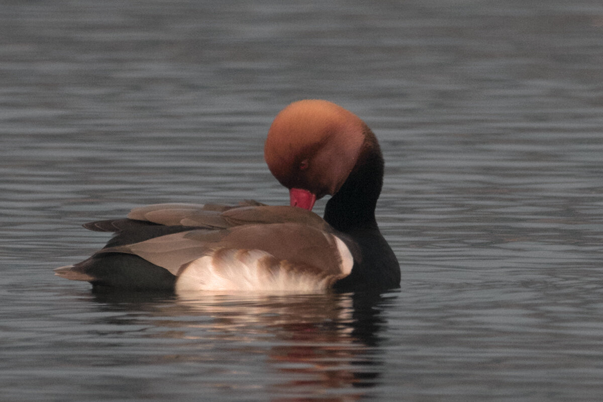 Красноносый нырок - Yudong Liu