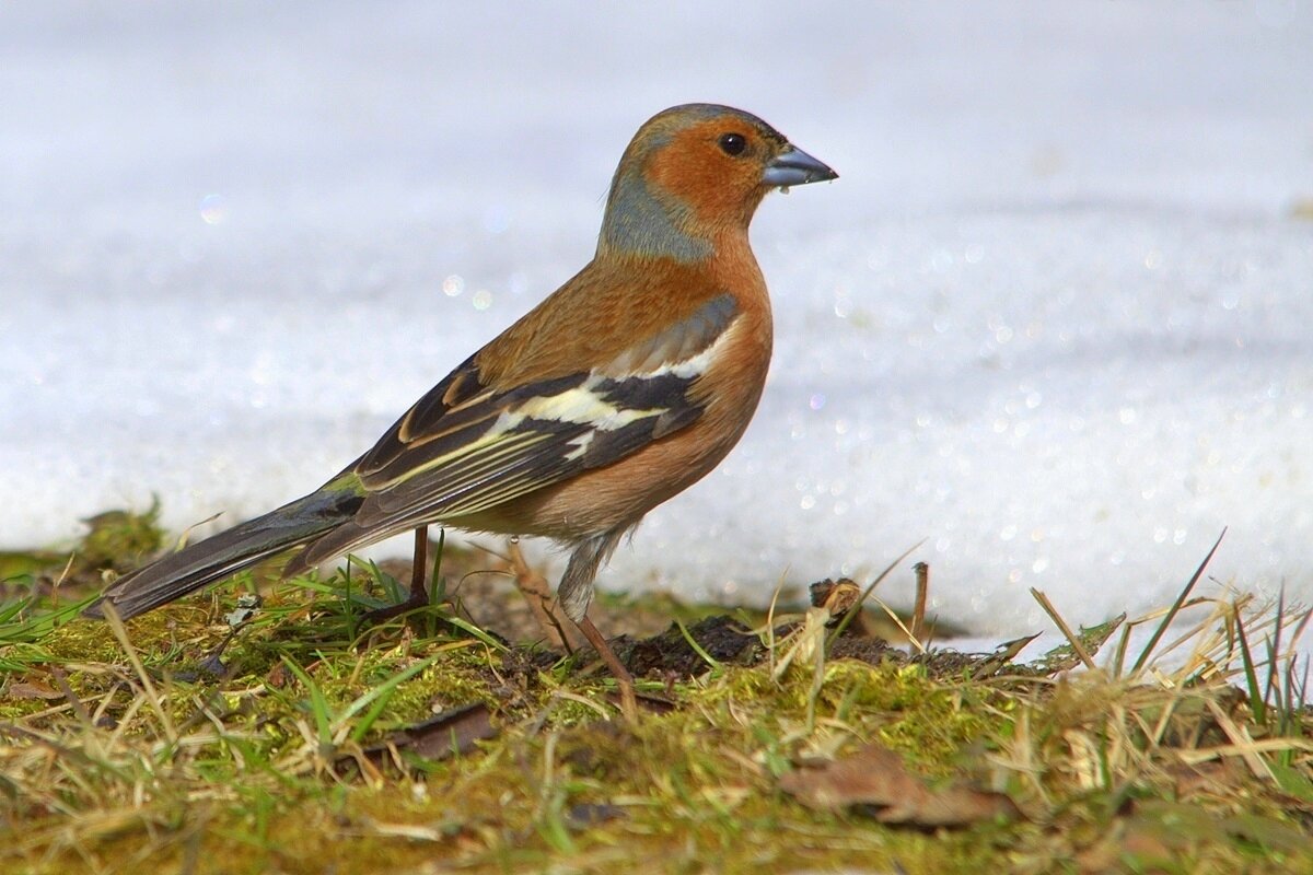 На проталине - Вячеслав Минаев