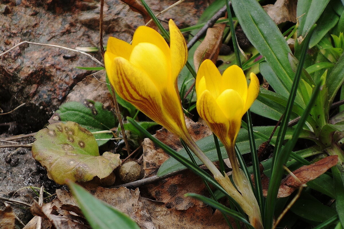 Крокусы - Рита Симонова