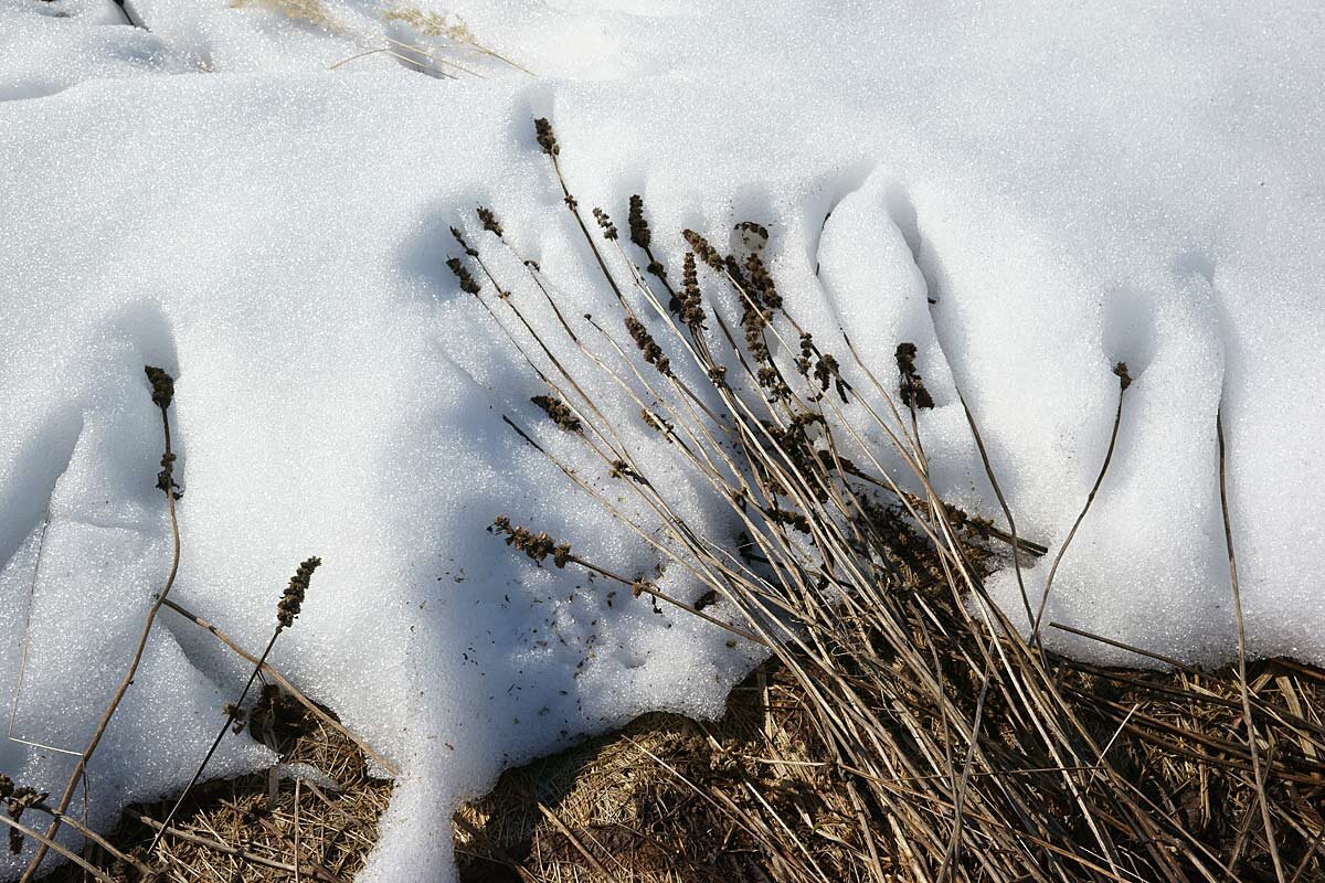 Весенний букет - Сергей Курников Весенний букет - Сергей Курников