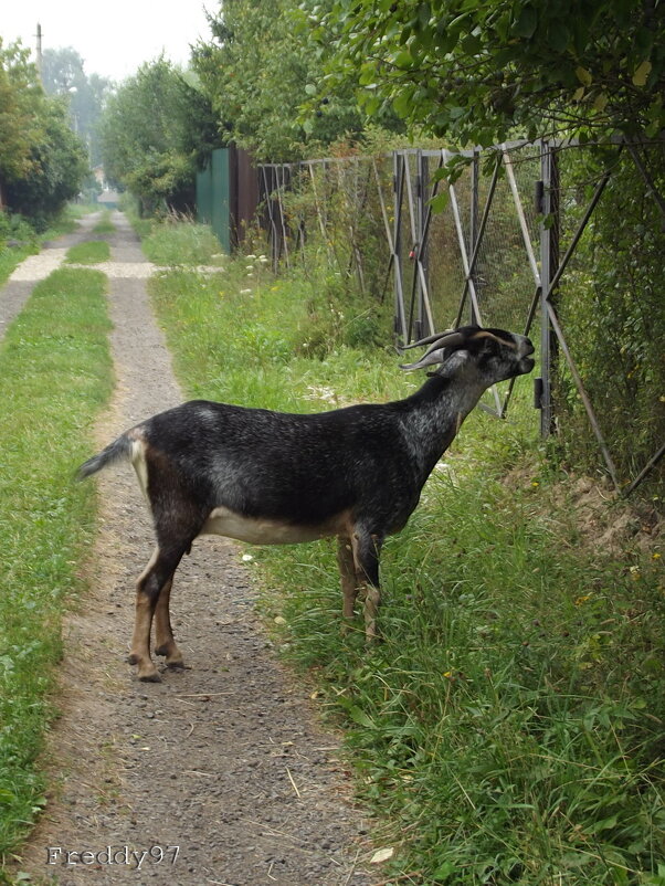 Козлик - Freddy 97