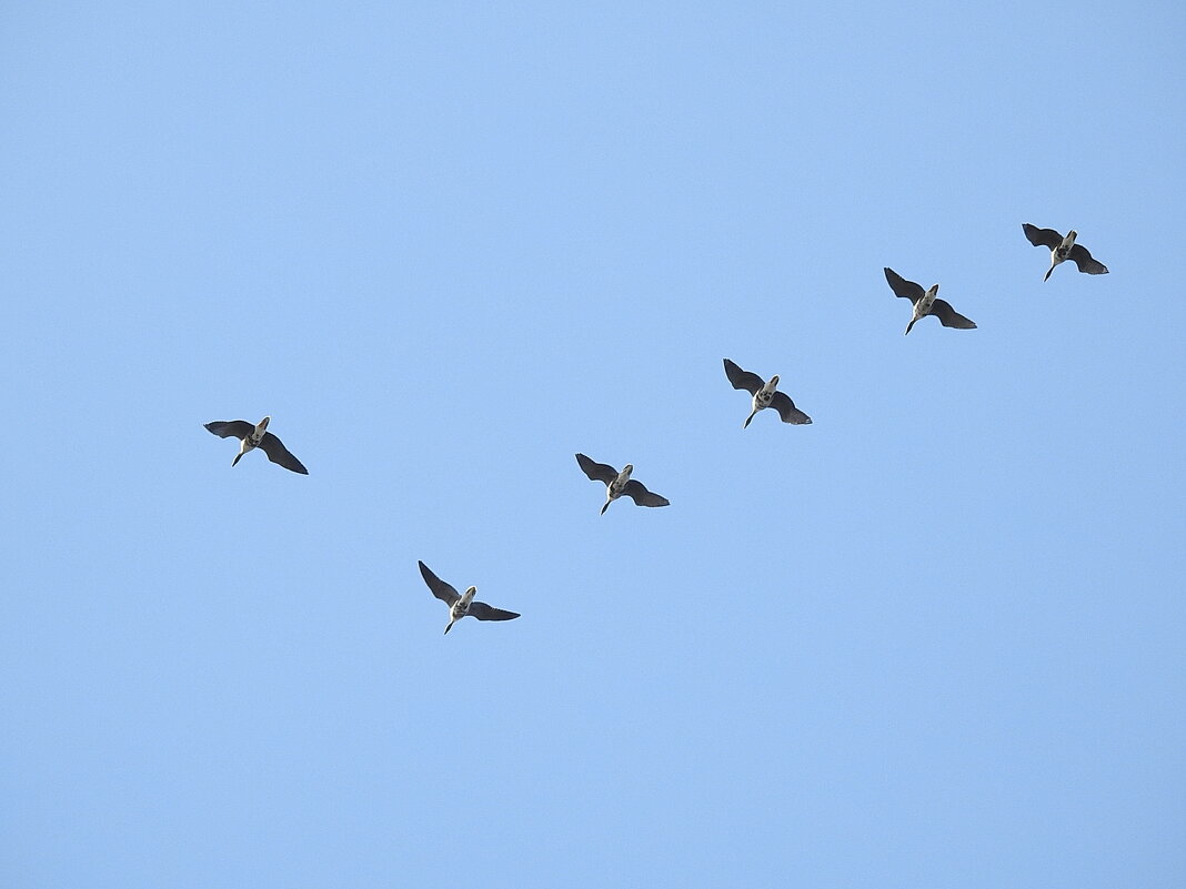 весна - ИННА ПОРОХОВА