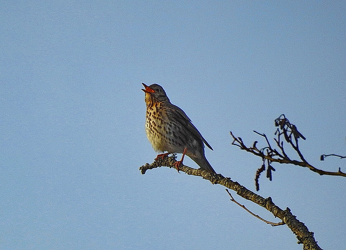 весна - ИННА ПОРОХОВА