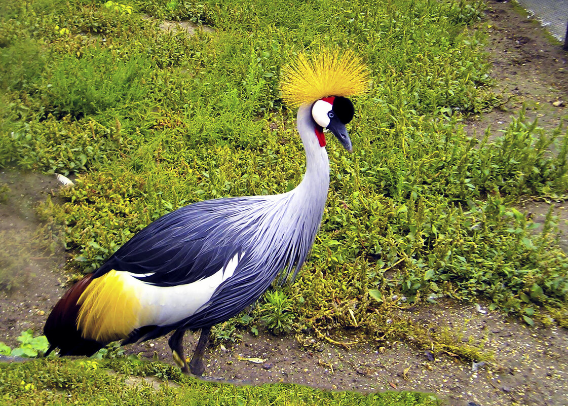 Восточный венценосный журавль - Владимир Кроливец