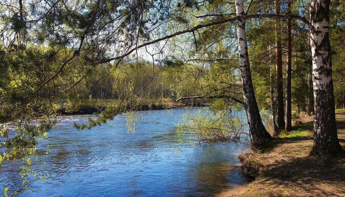 природа - березы на берегу реки - СЕРГЕЙ ФИЛОЧКИН природа - березы на берегу реки - СЕРГЕЙ ФИЛОЧКИН
