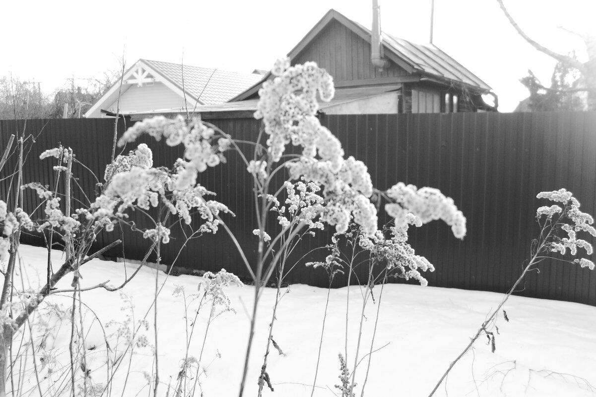 Мечты о ч/б Лейке 76. - Михаил Елочкин