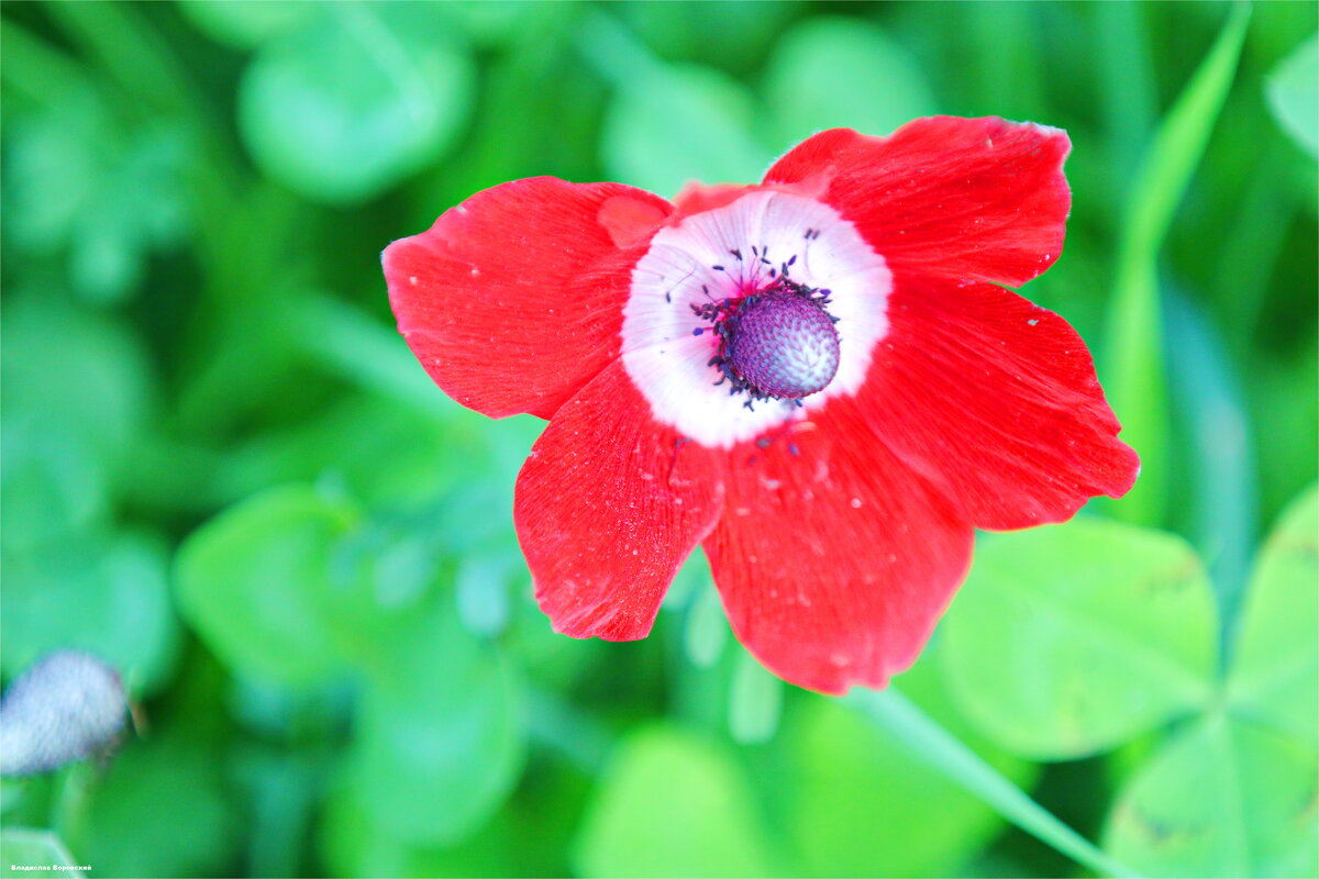 Природа 2026 - Владислав Воровский Природа 2026 - Владислав Воровский