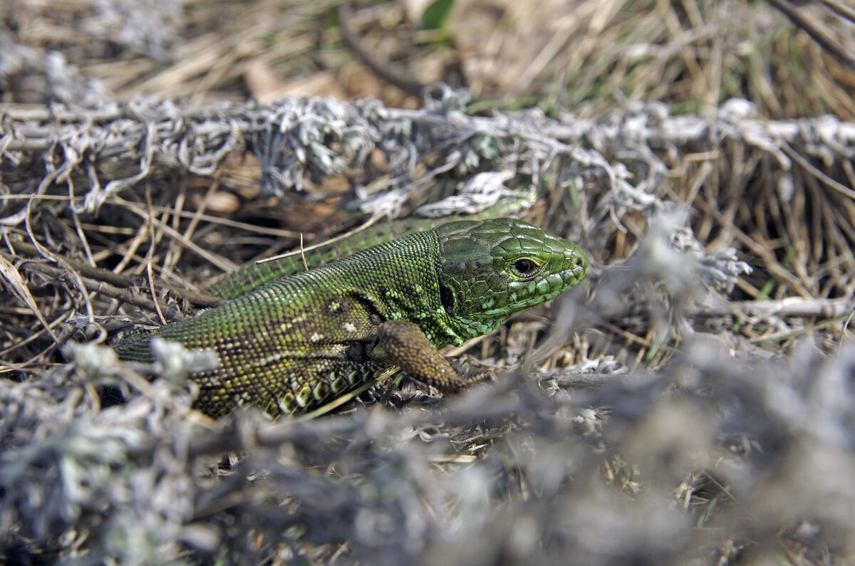 Ящерка - Анатолий Момотов Ящерка - Анатолий Момотов